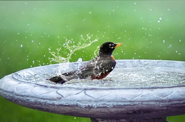 How To Keep Your Bird Baths And Win The War On Mosquitoes