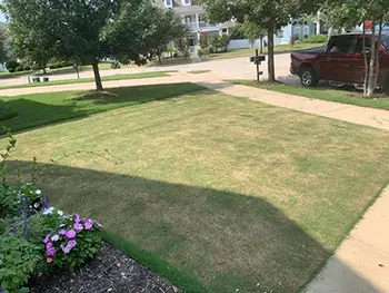 lawn scalping example