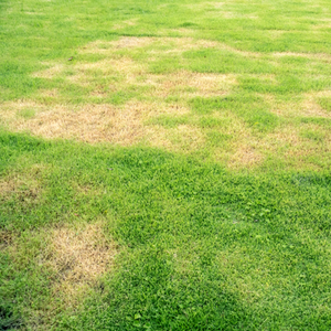 damaged lawn from grubs
