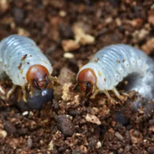 grubs in the dirt