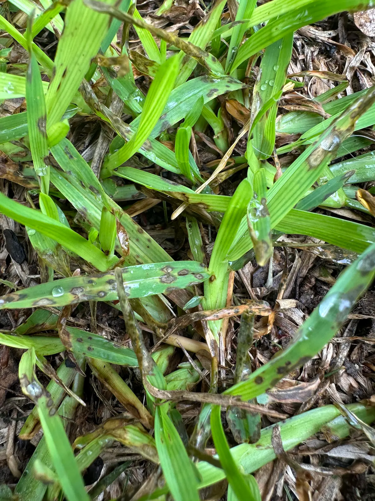 Controlling Gray Leaf Spot in St. Augustine Lawns – Fort Worth ...