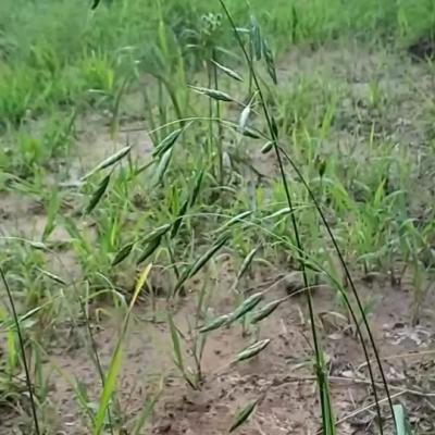 rescue grass