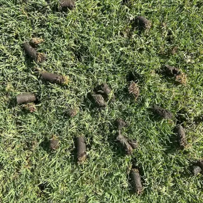 aeration holes in lawn