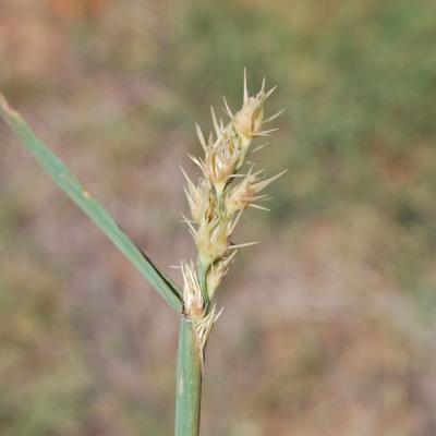 field sand bur