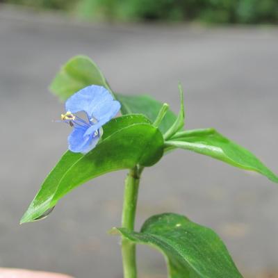 dayflower