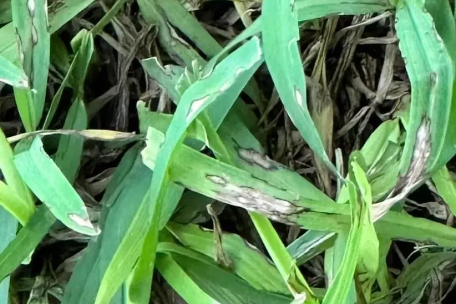 gray spot leaf
