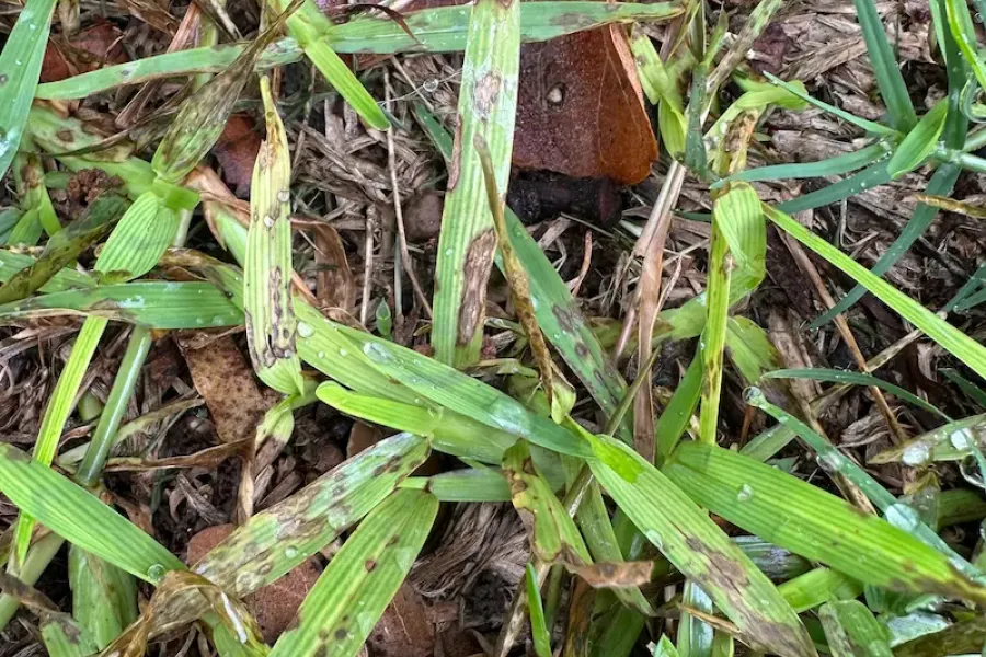 gray spot leaf