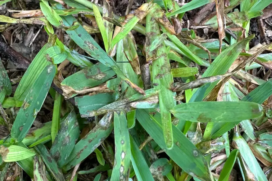 gray spot leaf