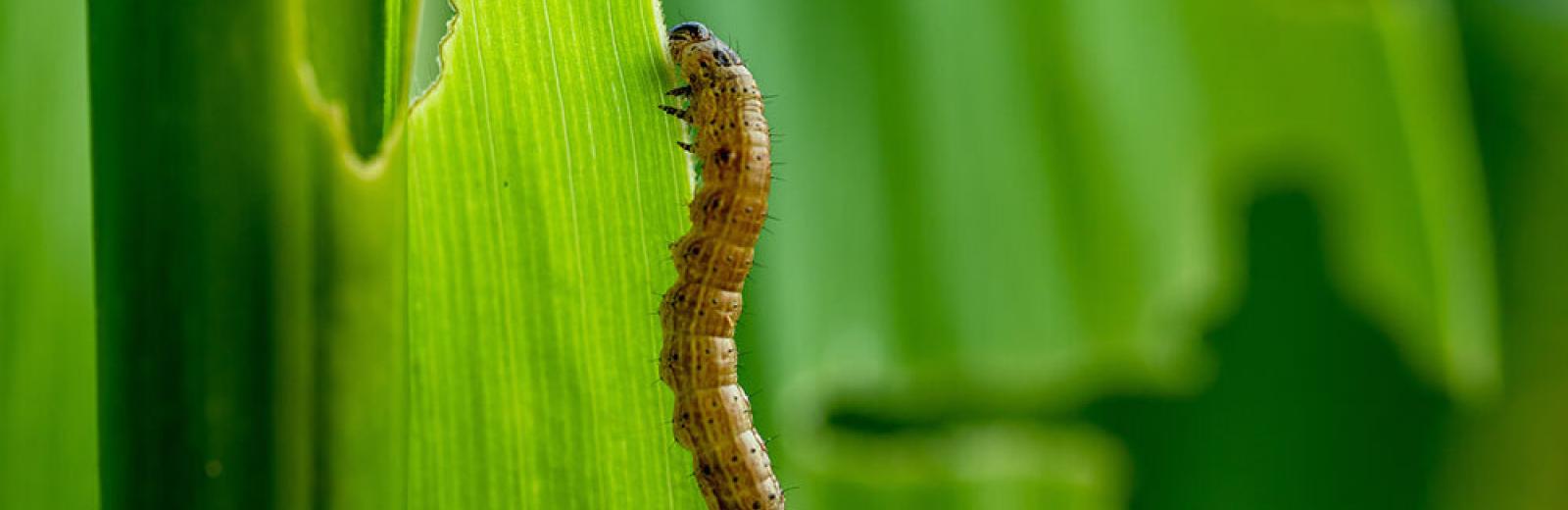 Armyworm