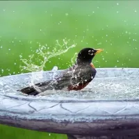 bird in a bird bath