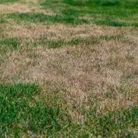 root rot