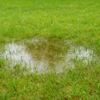 Drainage Lawn