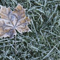 Leaf on frozen grass