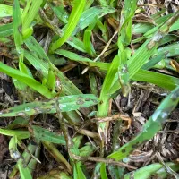gray spot leaf