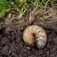 Grub in soil