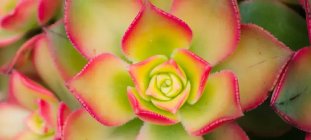 pink and green succulent