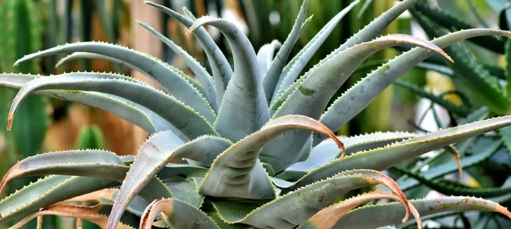 agave plant