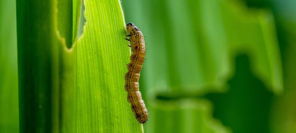 Armyworm