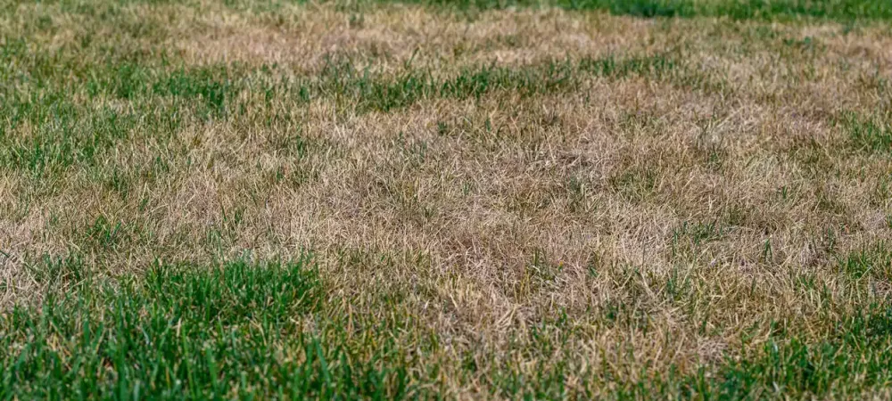 root rot