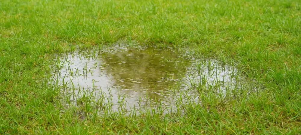 Drainage Lawn