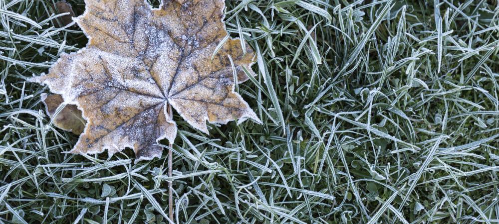 Leaf on frozen grass