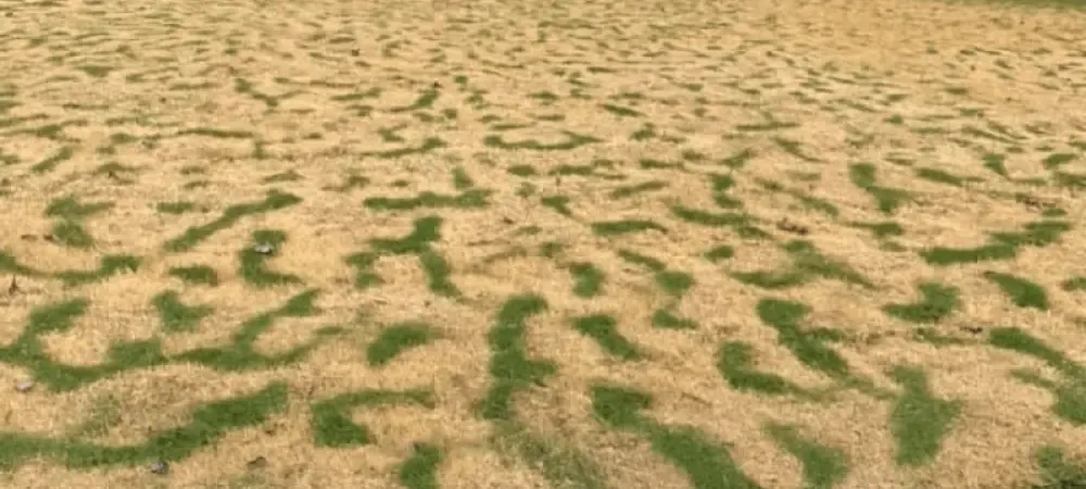 zebra stripes on lawn