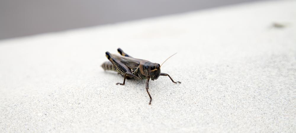 house cricket