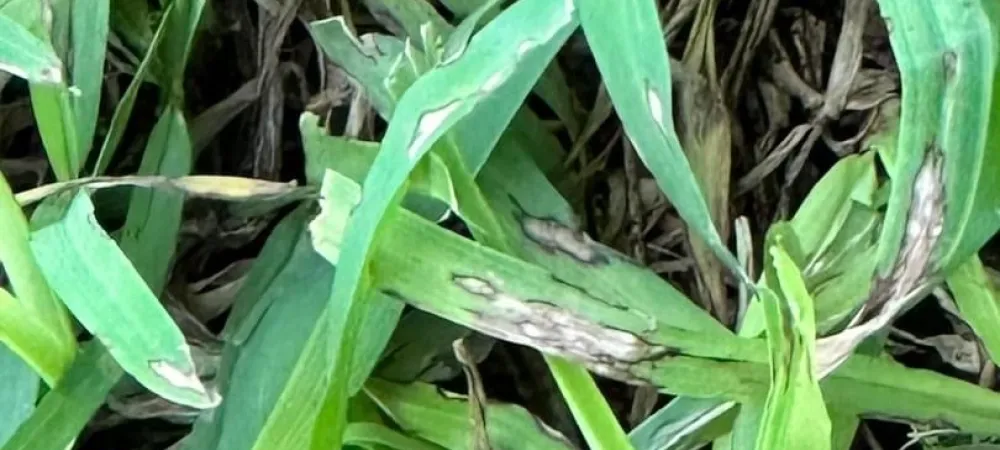 brown grass