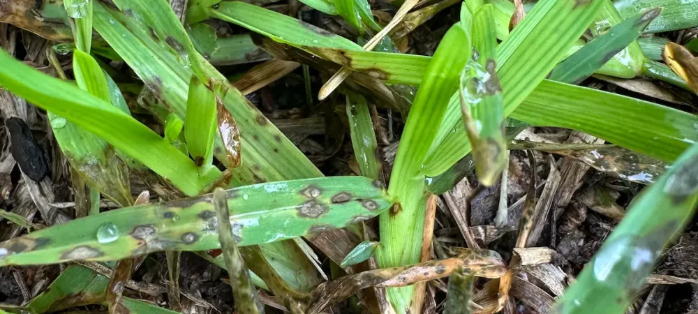 gray spot leaf