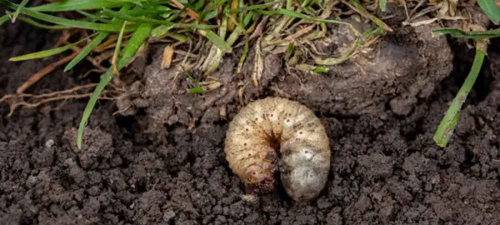 Grub in soil