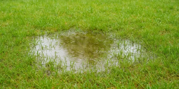 Drainage Lawn
