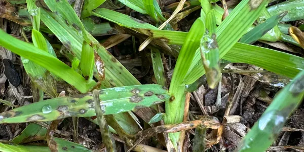 gray spot leaf