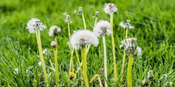 Weeds in green lawn
